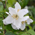 White Philadelphus Coronarius Flower Seeds for Planting – Heirloom, Non-GMO, Easy to Grow, High Germination