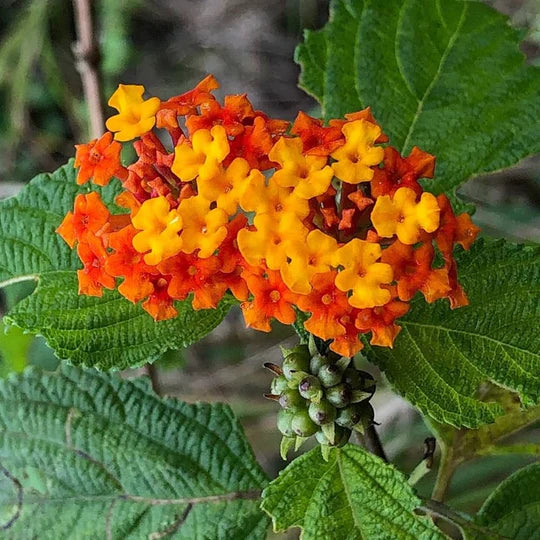 Green Lantana Flower Seeds for Planting – Heirloom, Non-GMO, High Germination Garden Seeds