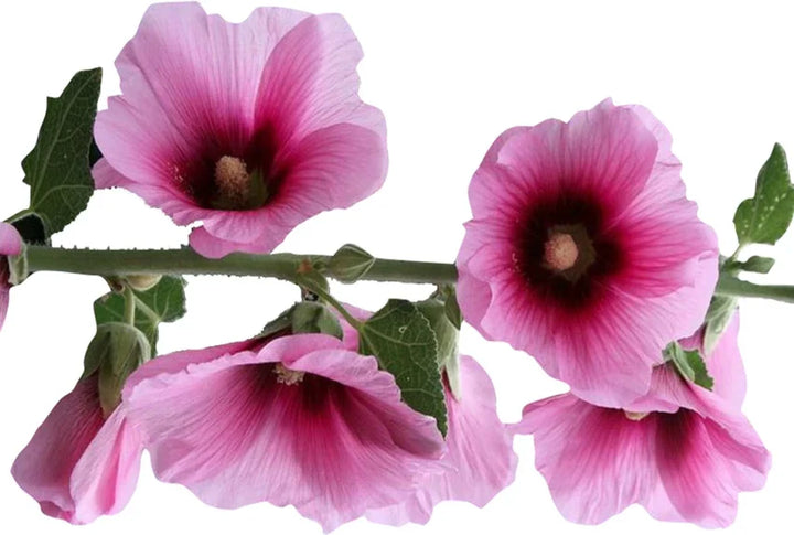 Flower Seeds, Seeds,Seeds For Planting,Plant Seeds