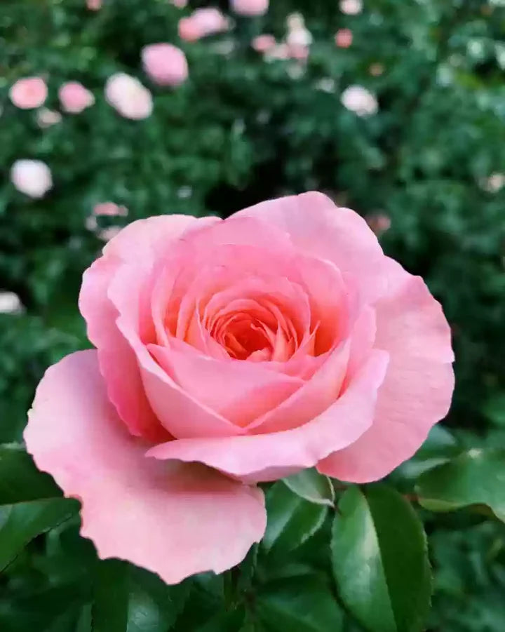 Pink David Austin Rose Flower Seeds for Planting – Heirloom, Non-GMO, Fragrant Blossoms, High Germination