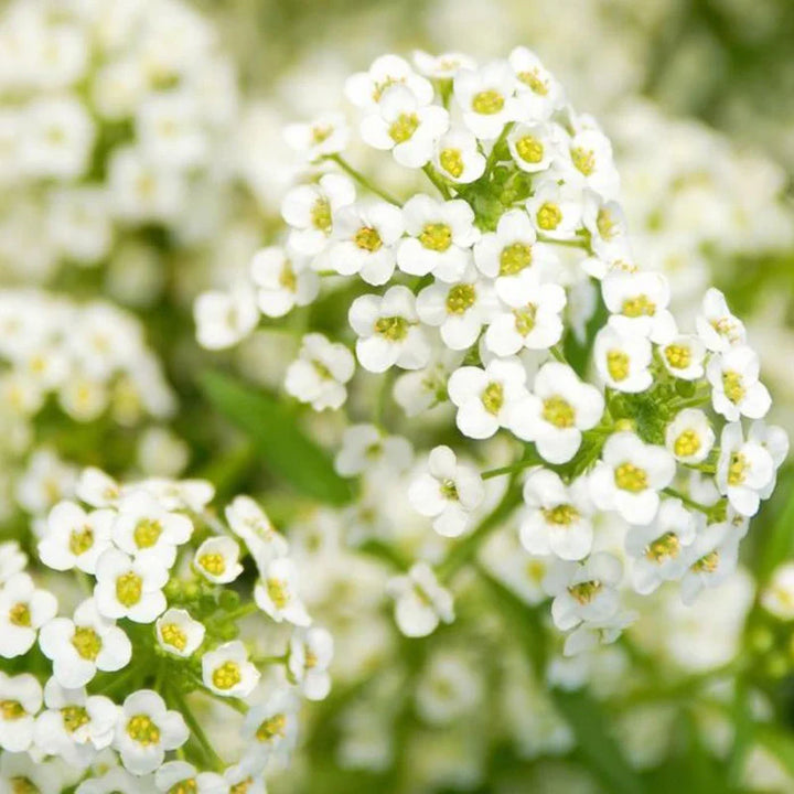Flower Seeds, Seeds,Seeds For Planting,Plant Seeds