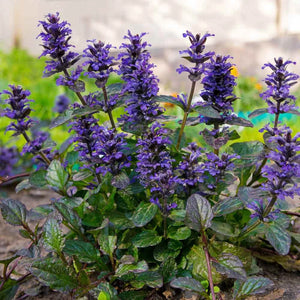 Flower Seeds, Seeds,Seeds For Planting,Plant Seeds