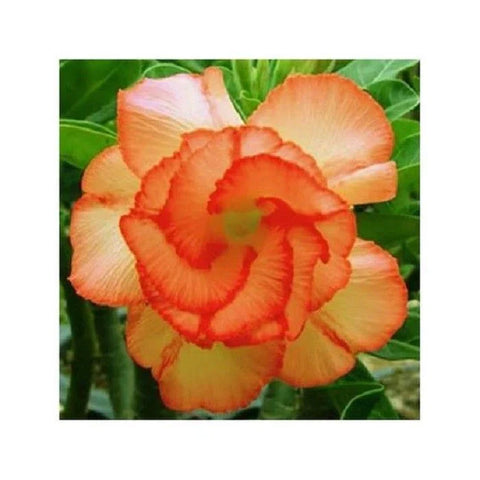 Flower Seeds, Seeds,Seeds For Planting,Plant Seeds