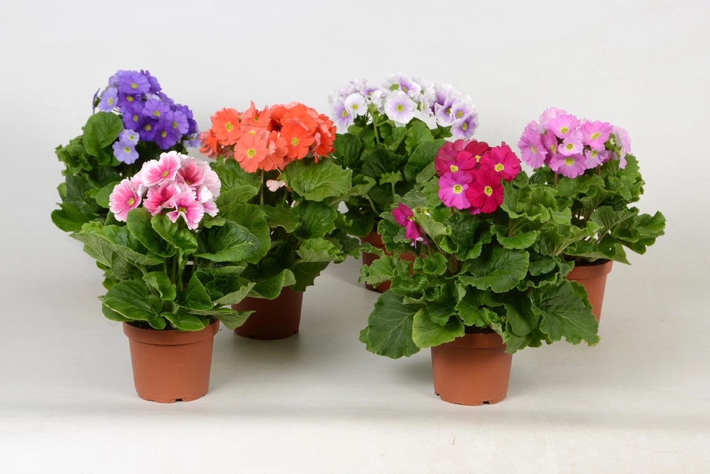 Obconica Flower Seeds for Planting – Heirloom, Non-GMO, High Germination Organic Garden Seeds