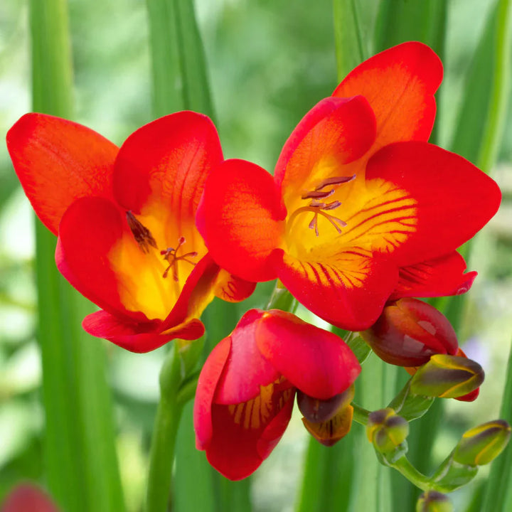Flower Seeds, Seeds,Seeds For Planting,Plant Seeds