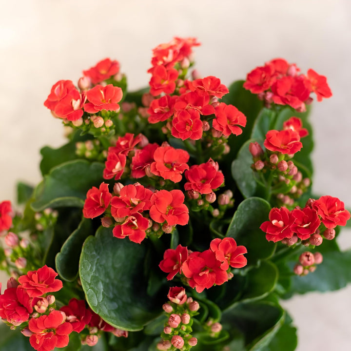 Flower Seeds, Seeds,Seeds For Planting,Plant Seeds