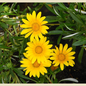 Flower Seeds, Seeds,Seeds For Planting,Plant Seeds