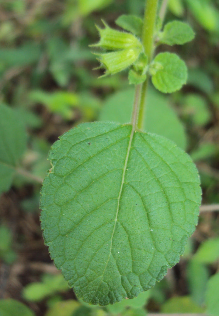 Hyptis Plant Seeds for Planting – Heirloom, Non-GMO, High Germination Organic Garden Seeds