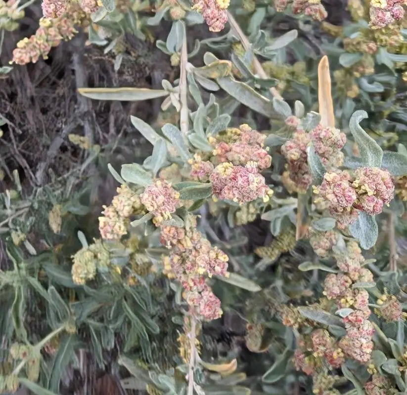 Flower Seeds, Seeds,Seeds For Planting,Plant Seeds