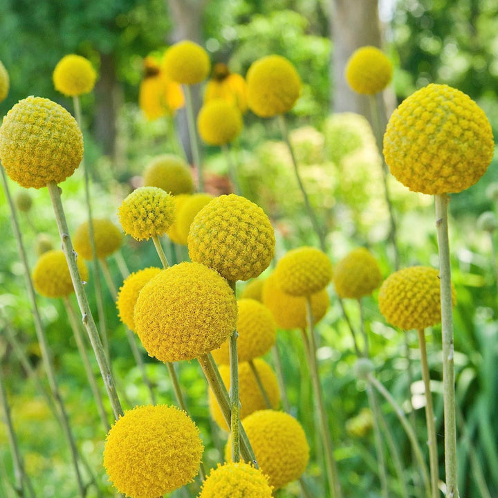 Flower Seeds, Seeds,Seeds For Planting,Plant Seeds