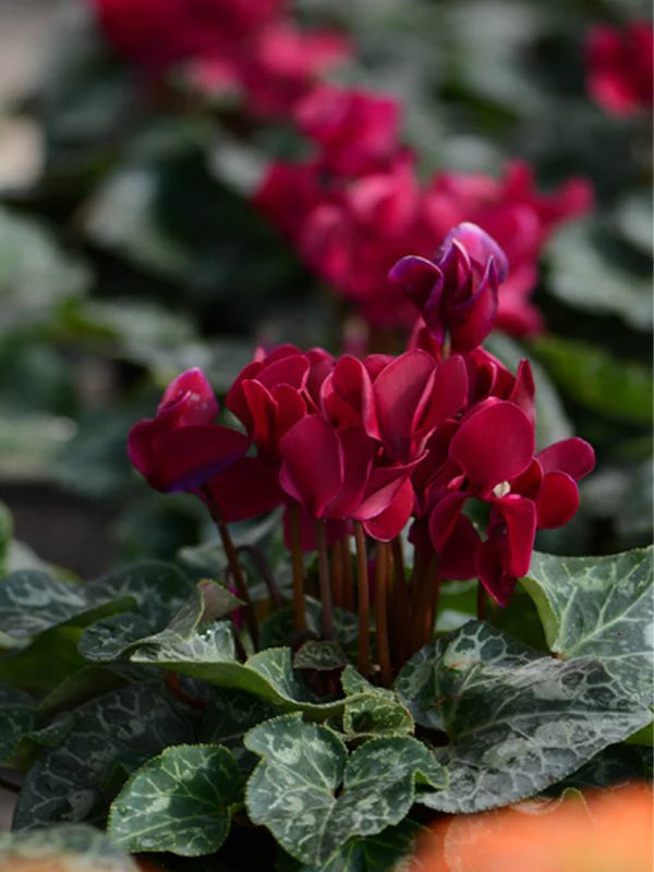 Burgundy Cyclamen Flower Seeds for Planting - Heirloom, Non-GMO, High Germination Organic Garden Seeds