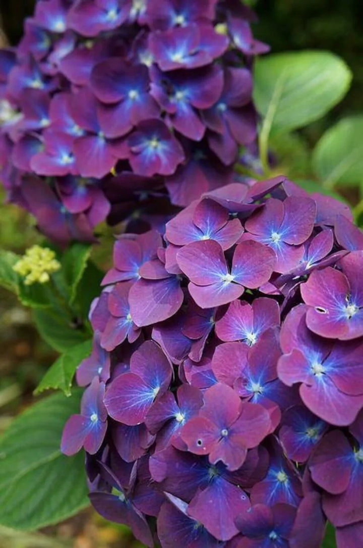 Flower Seeds, Seeds,Seeds For Planting,Plant Seeds