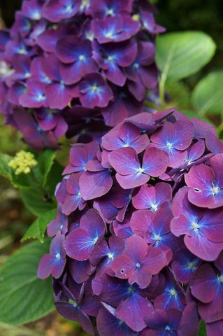 Flower Seeds, Seeds,Seeds For Planting,Plant Seeds