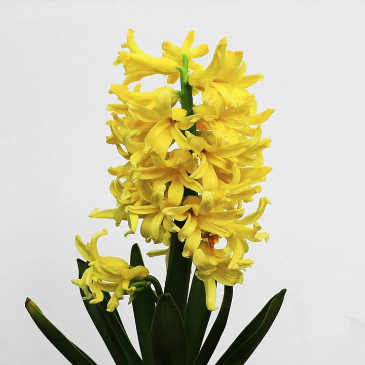 Light Yellow Hyacinth Flower Seeds for Planting – Heirloom, Non-GMO, Colorful Display, Organic Garden