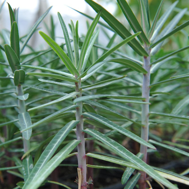 Flower Seeds, Seeds,Seeds For Planting,Plant Seeds