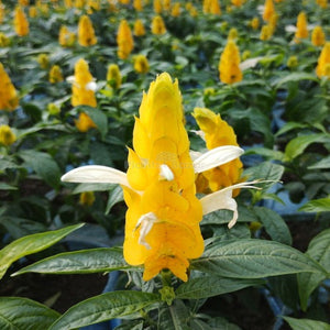 Flower Seeds, Seeds,Seeds For Planting,Plant Seeds