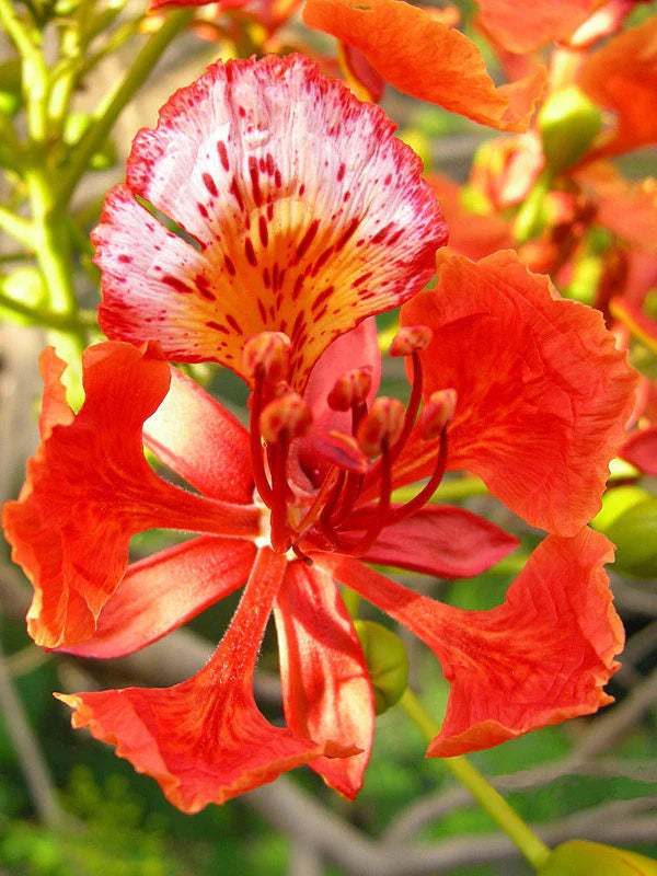 Flamboyant Flower Seeds for Planting – Heirloom, Non-GMO, High Germination Organic Garden Seeds