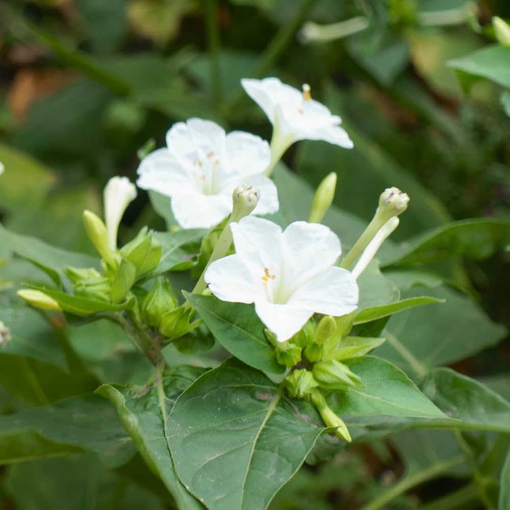 Flower Seeds, Seeds,Seeds For Planting,Plant Seeds