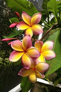 Mixed Frangipani Flower Seeds for Planting – Heirloom, Non-GMO Vibrant Organic Garden Seeds