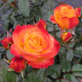 Orange Yellow Rose Flower Seeds for Planting – Heirloom, Non-GMO, High Germination Garden Seeds