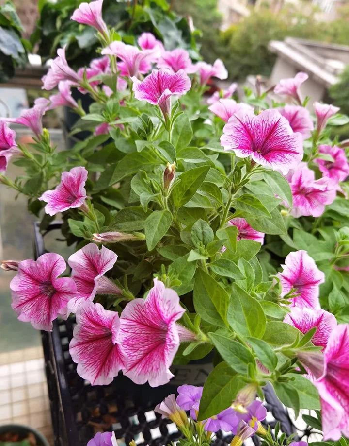 Pink & White Petunia Seeds – Heirloom, Non-GMO, Wildflower Mix