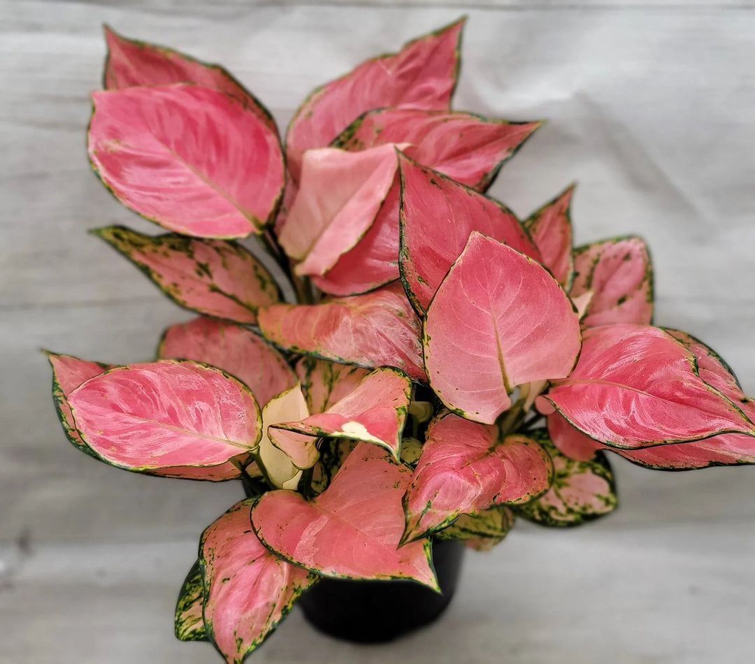 Aglaonema Pink Mix Seeds for Planting – Heirloom, Non-GMO, High Germination Organic Garden Seeds for Home Garden