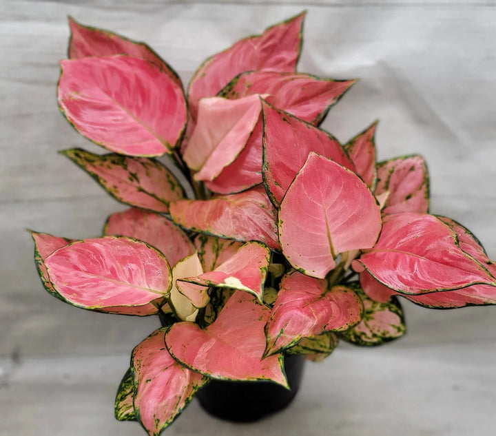 Aglaonema Pink Mix Seeds for Planting – Heirloom, Non-GMO, High Germination Organic Garden Seeds for Home Garden