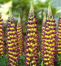 Violet Yellow Lupine Seeds – Heirloom, Non-GMO, Pollinator Friendly