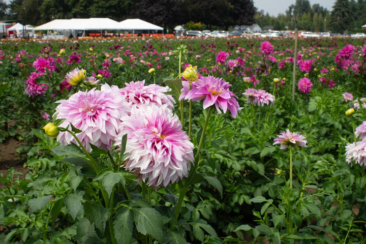 Swan Island Dahlia Flower Seeds for Planting – Heirloom, Non-GMO, High Germination Organic Garden Seeds