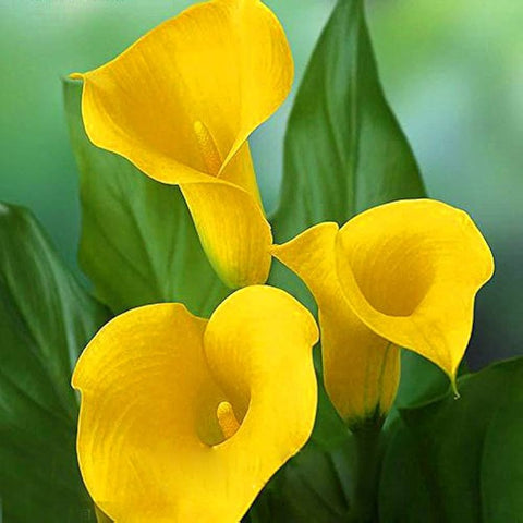 Flower Seeds, Seeds,Seeds For Planting,Plant Seeds