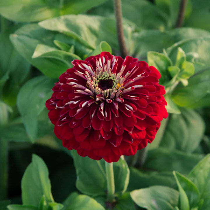 Flower Seeds, Seeds,Seeds For Planting,Plant Seeds