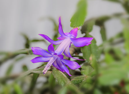Flower Seeds, Seeds,Seeds For Planting,Plant Seeds