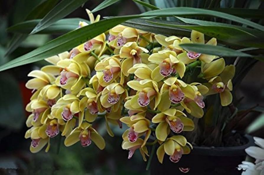 Cream Cymbidium Flower Seeds for Planting – Heirloom, Non-GMO, High Germination Organic Orchid Seeds