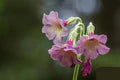 Primula Waltonii Flower Seeds for Planting – Low Maintenance, Heirloom, Non-GMO, High Germination Organic Garden Seeds