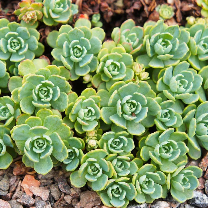 Flower Seeds, Seeds,Seeds For Planting,Plant Seeds