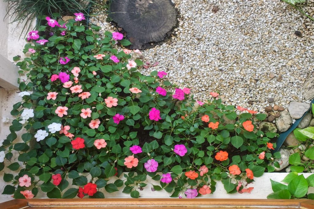 Flower Seeds, Seeds,Seeds For Planting,Plant Seeds