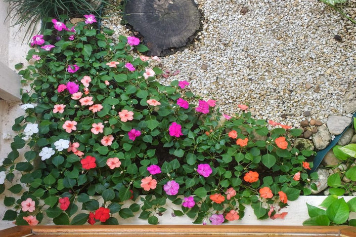 Flower Seeds, Seeds,Seeds For Planting,Plant Seeds