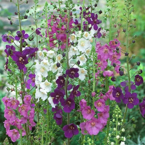Flower Seeds, Seeds,Seeds For Planting,Plant Seeds