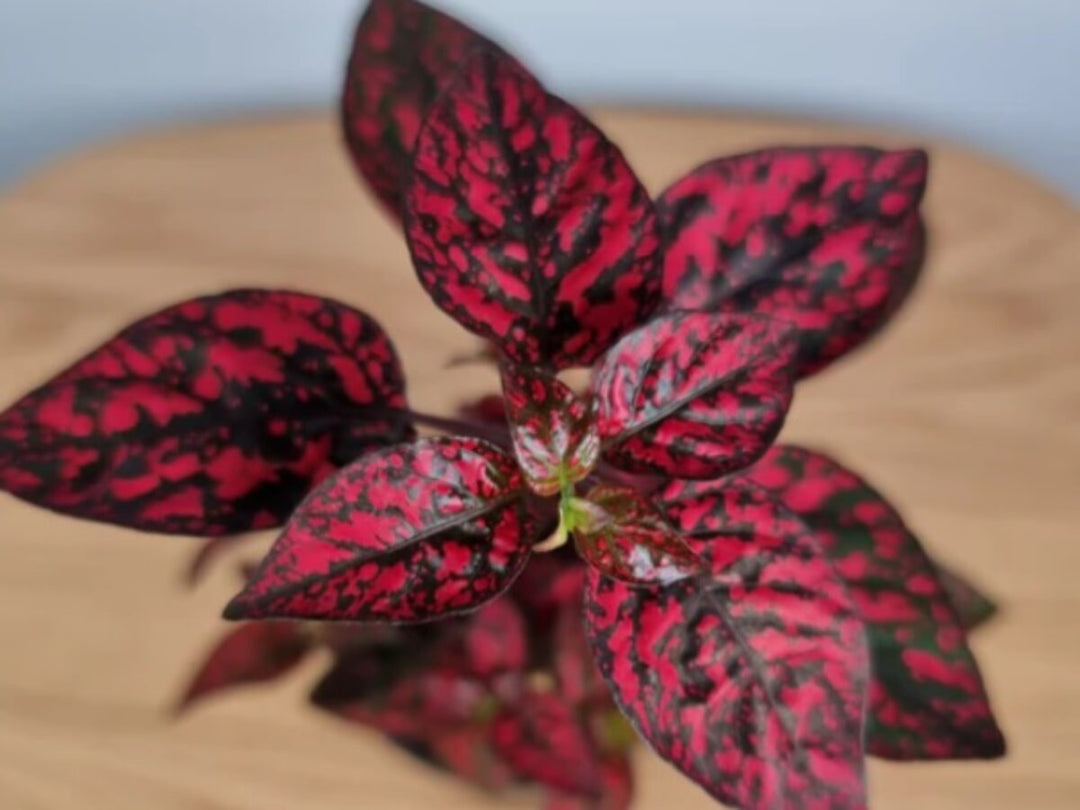 Flower Seeds, Seeds,Seeds For Planting,Plant Seeds