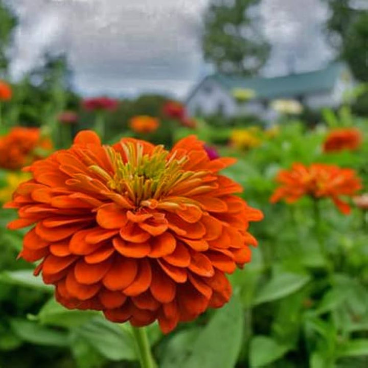 Flower Seeds, Seeds,Seeds For Planting,Plant Seeds