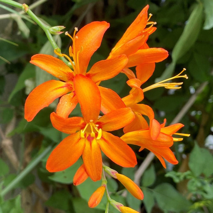 Flower Seeds, Seeds,Seeds For Planting,Plant Seeds