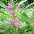Pink Balsamine Flower Seeds for Planting – Easy-to-Grow Heirloom, Non-GMO, High Germination Garden Seeds