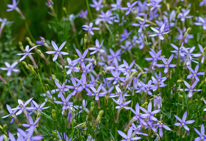Flower Seeds, Seeds,Seeds For Planting,Plant Seeds