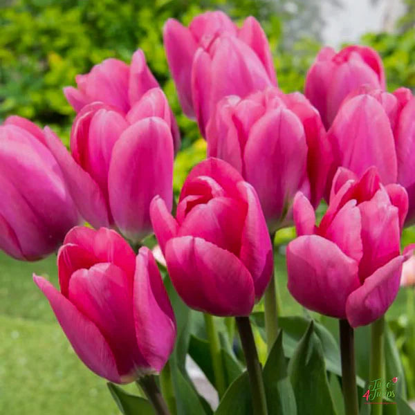 Flower Seeds, Seeds,Seeds For Planting,Plant Seeds