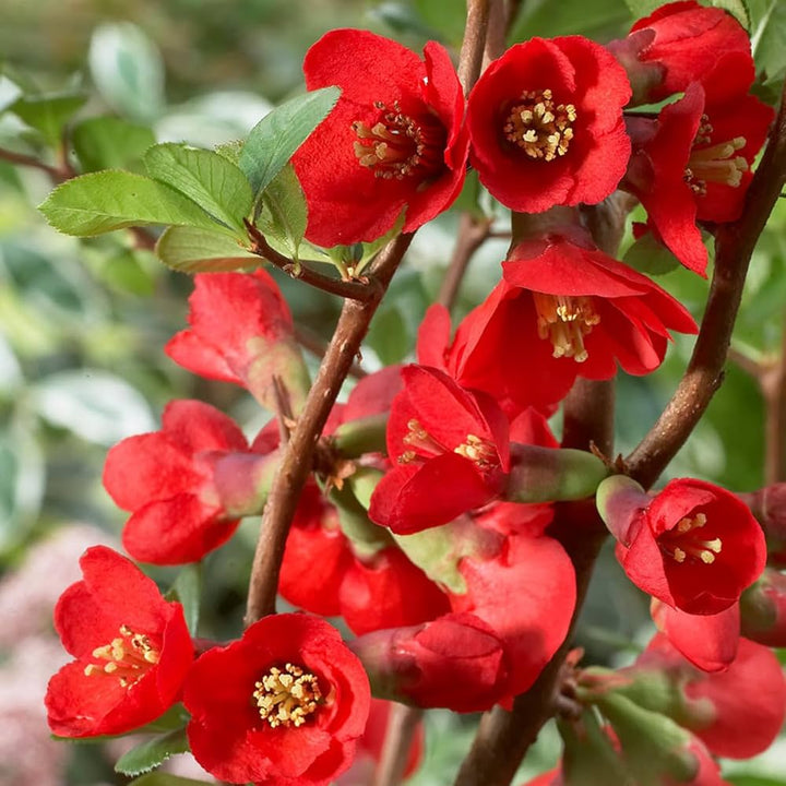 Flower Seeds, Seeds,Seeds For Planting,Plant Seeds