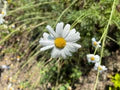 White Cinerariifolium Flower Seeds for Planting – Heirloom, Non-GMO, High Germination Organic Garden Seeds
