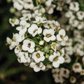 Lobularia Flower Seeds for Planting – Low-Maintenance Heirloom, Non-GMO, High Germination Garden Seeds