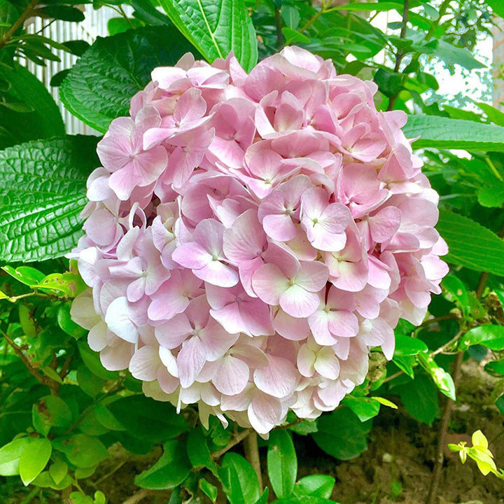 Flower Seeds, Seeds,Seeds For Planting,Plant Seeds