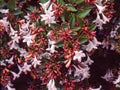 Red Abelia Flower Seeds for Planting – Heirloom, Non-GMO, High Germination Organic Garden Seeds