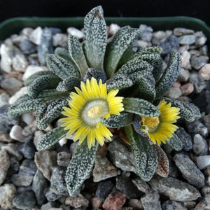 Flower Seeds, Seeds,Seeds For Planting,Plant Seeds